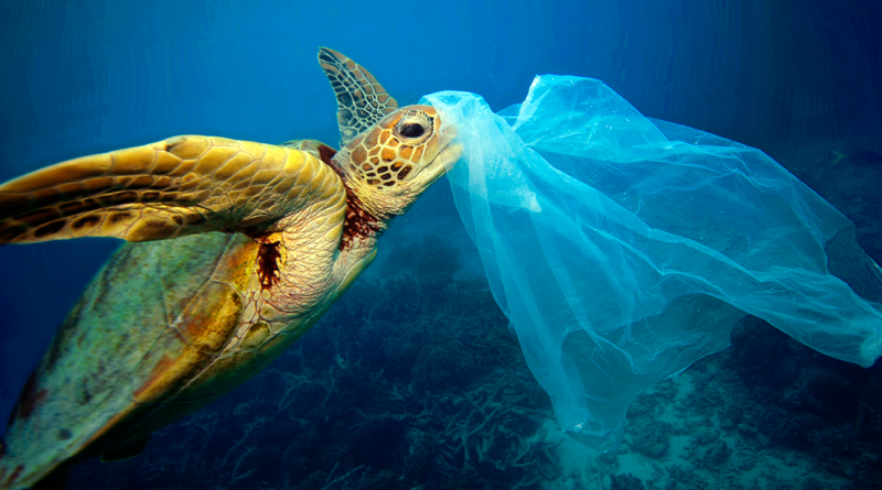 Jl Turtle Eating Plastic Bag Copyright Troy Mayne 800x445